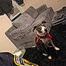 dog, bandana, black_rug, gray_couch, air_conditioner, living_room, furniture, pet, indoor, wall, carpet, sitting, red, black, white, textile, curtain, cozy, home, decor