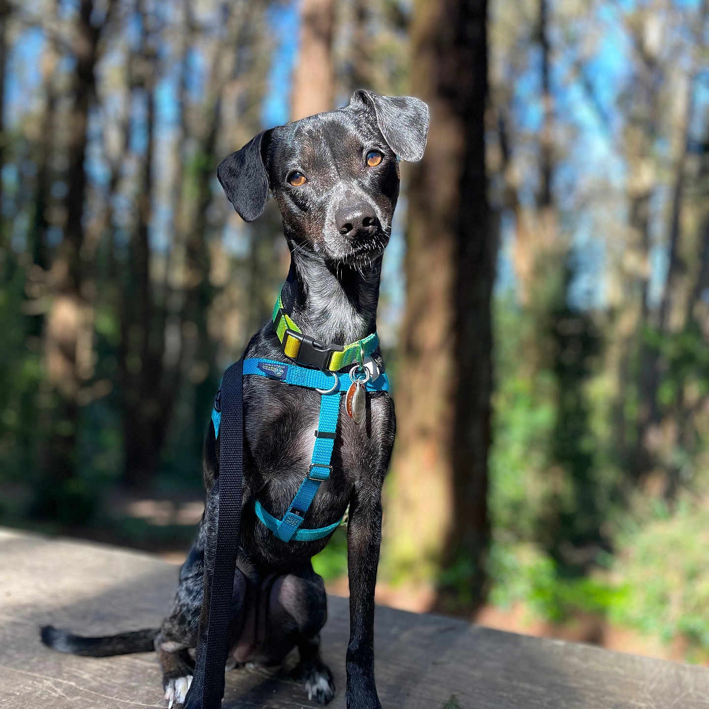 Minnow is registered to the contest to win money with this photo: accessories, animal, canine, dog, grove, harness, hound, land, leash, nature, outdoors, pet, plant, pointer, puppy, rainforest, strap, tree, vegetation, woodland