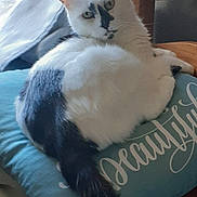 Sedona joined the competition — help win amazing prizes! black_spots, blue_cushion, cat, cozy, cushion, domestic_animal, feline, fluffy, fur, indoor, looking_back, pet, relaxed, resting, tail, text_on_cushion, whiskers, white_cat, window_light, wooden_chair
