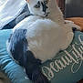 black_spots, blue_cushion, cat, cozy, cushion, domestic_animal, feline, fluffy, fur, indoor, looking_back, pet, relaxed, resting, tail, text_on_cushion, whiskers, white_cat, window_light, wooden_chair