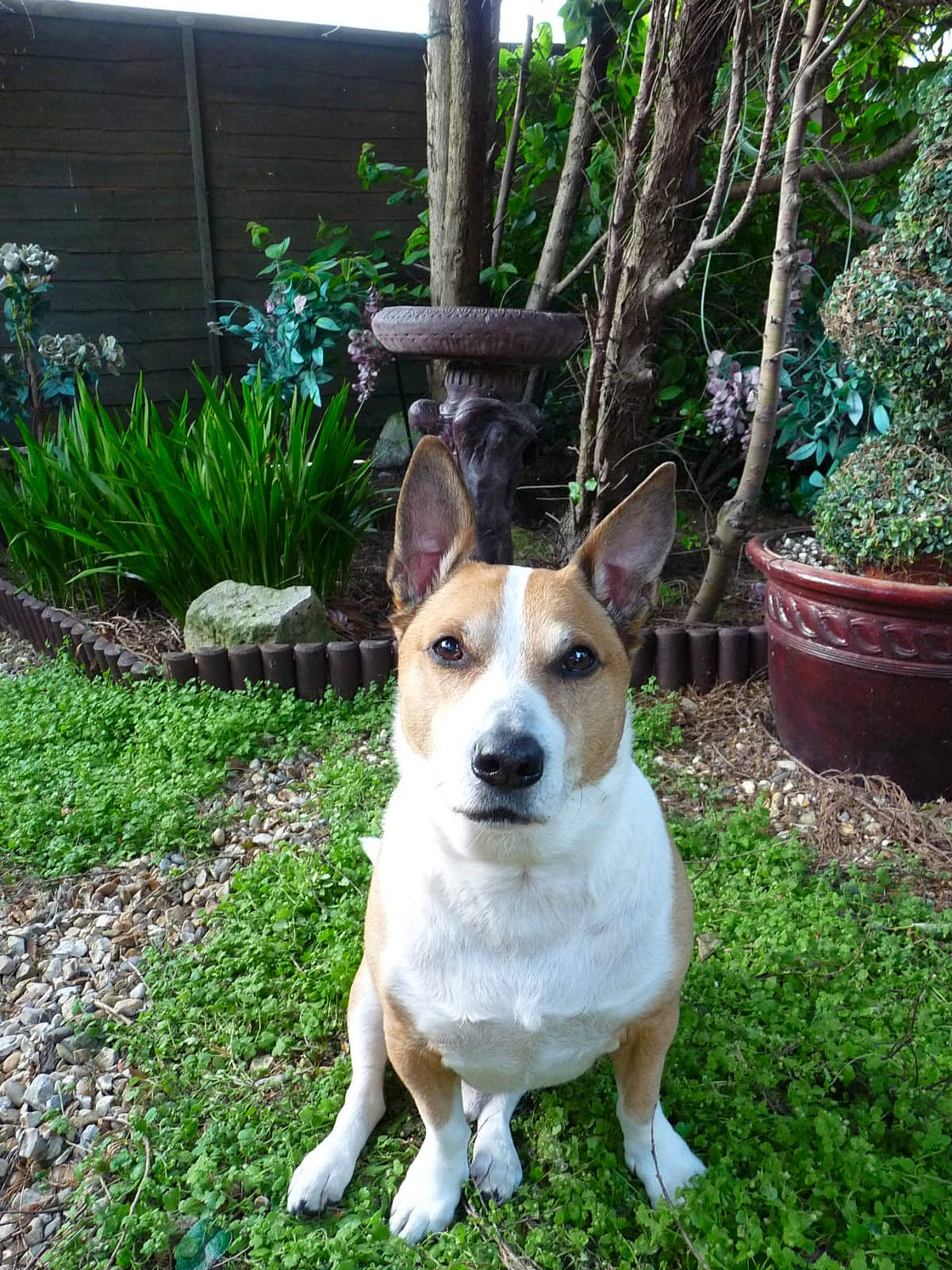 Jacko is registered to the contest to win money with this photo: canidae, carnivore, collar, companion_dog, dog, dog_breed, dog_collar, dog_supply, fawn, flowerpot, grass, houseplant, plant, snout, sporting_group, tail, terrier, tree, working_animal, working_dog