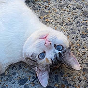 Simba a rejoint le concours — aidez-le/la à gagner de superbes lots ! cat, white_cat, blue_eyes, feline, whiskers, laying, outdoor, stone_surface, curious, relaxed, pet, close_up, animal, fur, pink_nose, ears, texture, nature, portrait, cute
