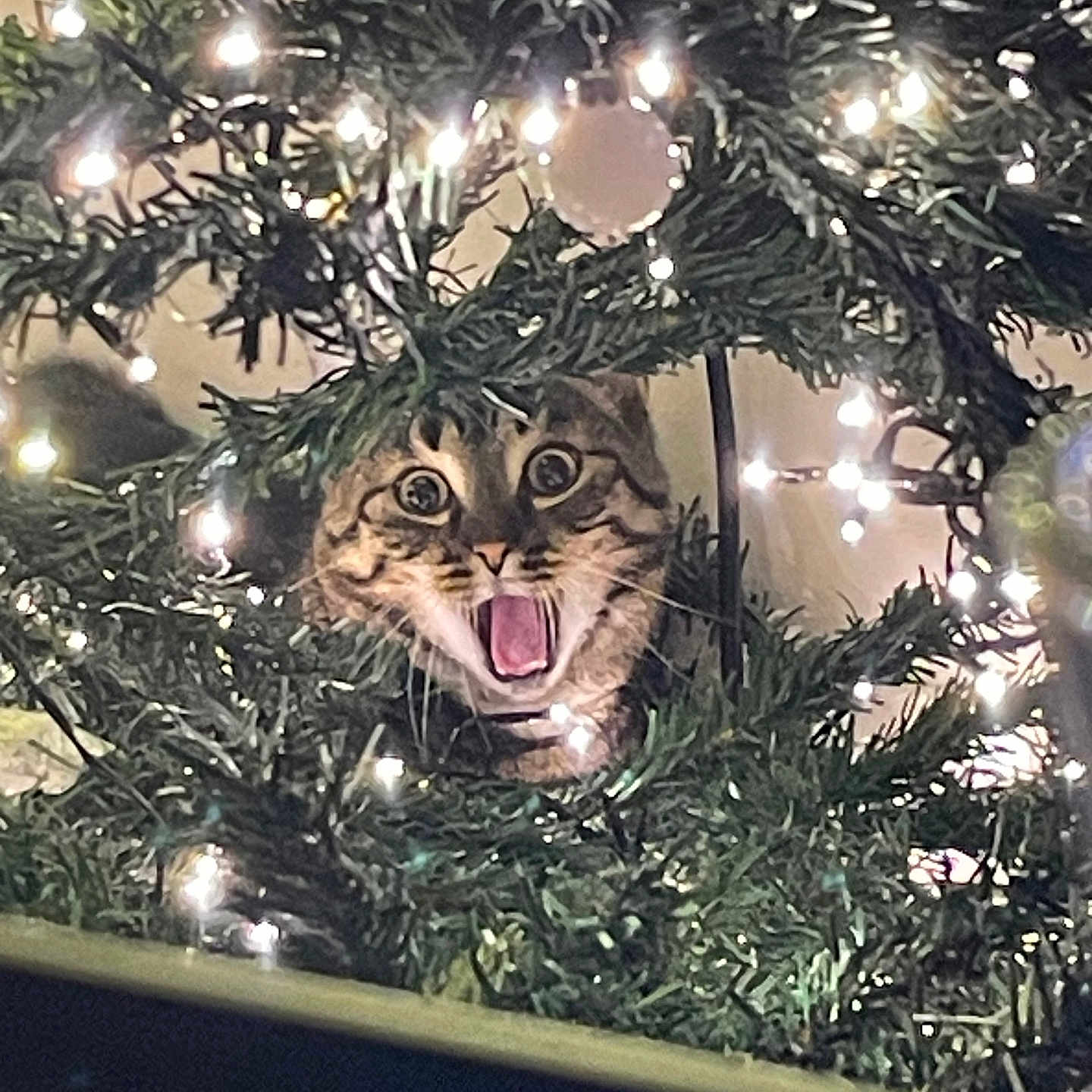 Tiboo a rejoint le concours — aidez-le/la à gagner de superbes lots ! accessories, animal, cat, christmas, christmasdecorations, christmastree, christmastreeornaments, conifer, festival, jungle, kitten, lighting, nature, outdoors, pet, pine, plant, tree, vegetation, yew