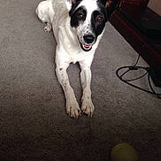 Scrappy is registered to the contest to win money with this photo: