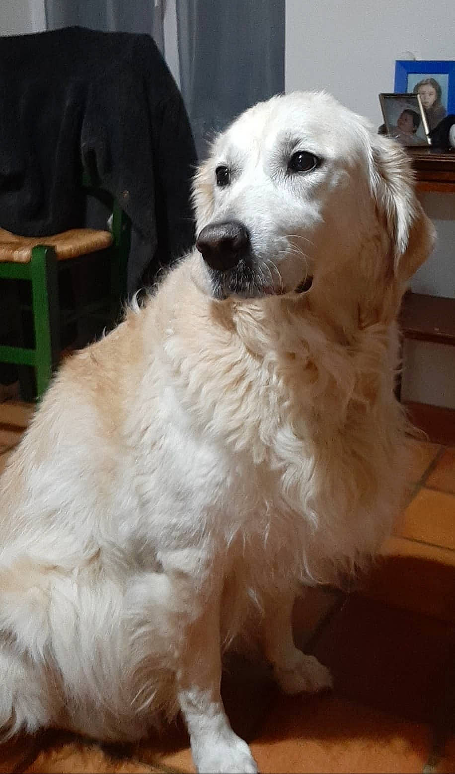 Vanille participe au concours pour gagner de l'argent avec cette photo : canidae, carnivore, companion_dog, dog, dog_breed, fawn, fur, golden_retriever, great_pyrenees, kuvasz, livestock_guardian_dog, mammal, maremma_sheepdog, polish_tatra_sheepdog, rare_breed_dog, retriever, slovak_cuvac, small_greek_domestic_dog, sporting_group, vertebrate