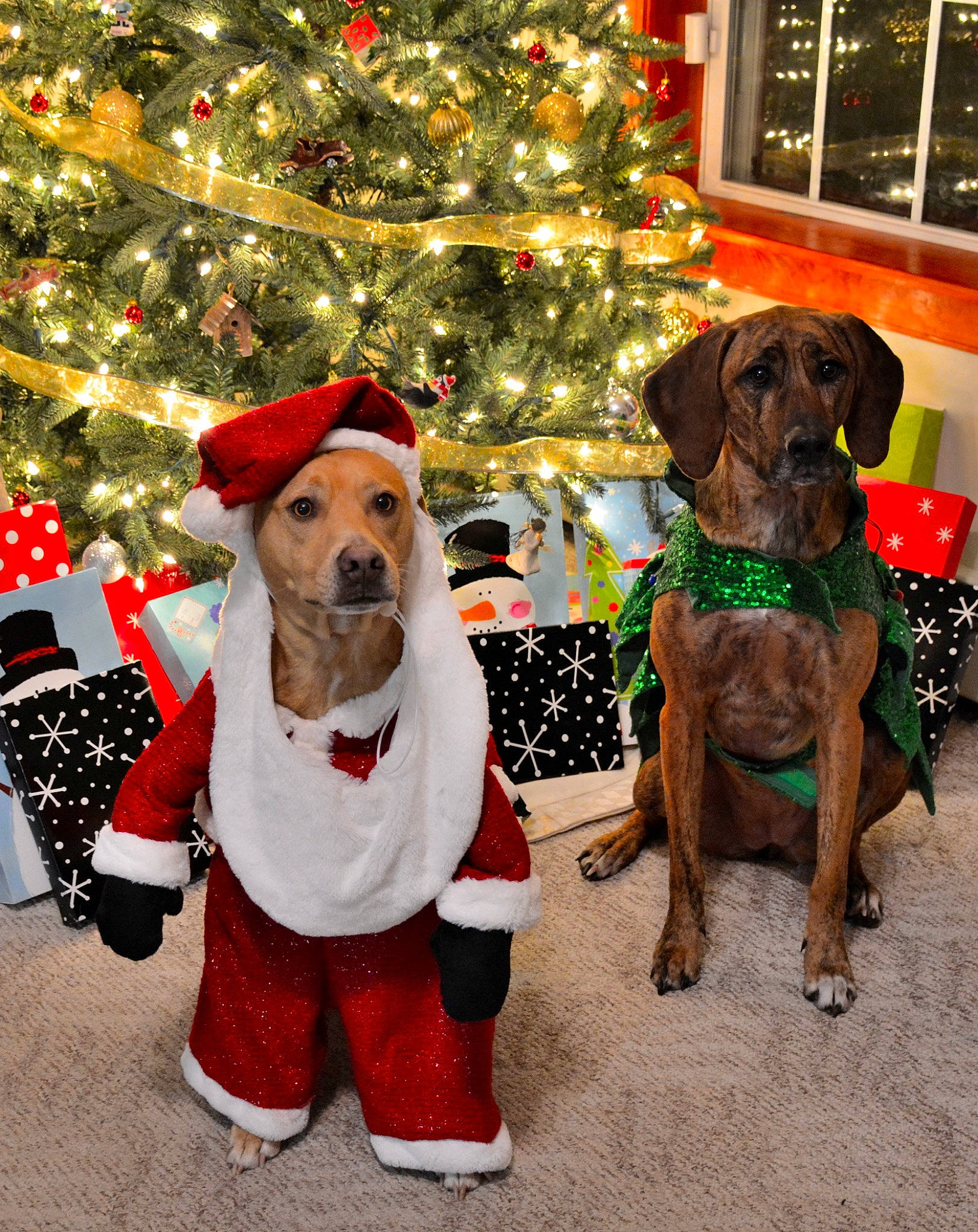 Poncho is registered to the contest to win money with this photo: carnivore, christmas, christmas_decoration, christmas_ornament, christmas_tree, collar, companion_dog, dog, dog_breed, dog_supply, fawn, holiday, holiday_ornament, mammal, pet_supply, tree, vertebrate, window, window_blind, working_animal