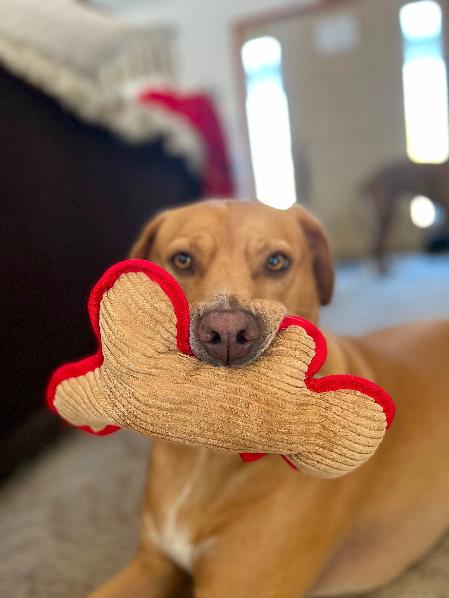 Poncho joined the competition — help win amazing prizes! carnivore, collar, comfort, companion_dog, dog, dog_breed, dog_collar, dog_supply, dog_toy, ear, fawn, flooring, labrador_retriever, paw, pet_supply, snout, sporting_group, toy, whiskers, working_animal