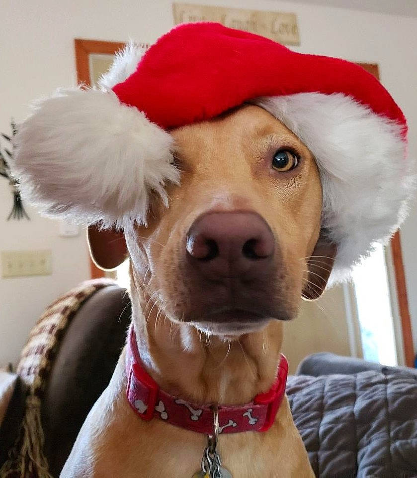 Poncho joined the competition — help win amazing prizes! cap, carnivore, collar, companion_dog, dog, dog_breed, dog_collar, ear, fawn, fur, fur_clothing, leash, nose, red, selfie, snout, sporting_group, stuffed_toy, whiskers, working_animal