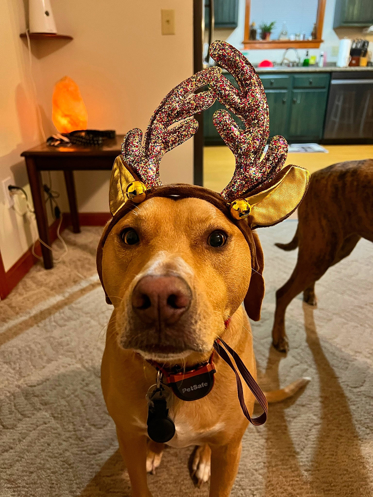 Poncho joined the competition — help win amazing prizes! carnivore, collar, companion_dog, dog, dog_breed, dog_collar, fashion_accessory, fawn, fur, jaw, lamp, leash, liver, personal_protective_equipment, pet_supply, snout, sporting_group, table, whiskers, working_animal