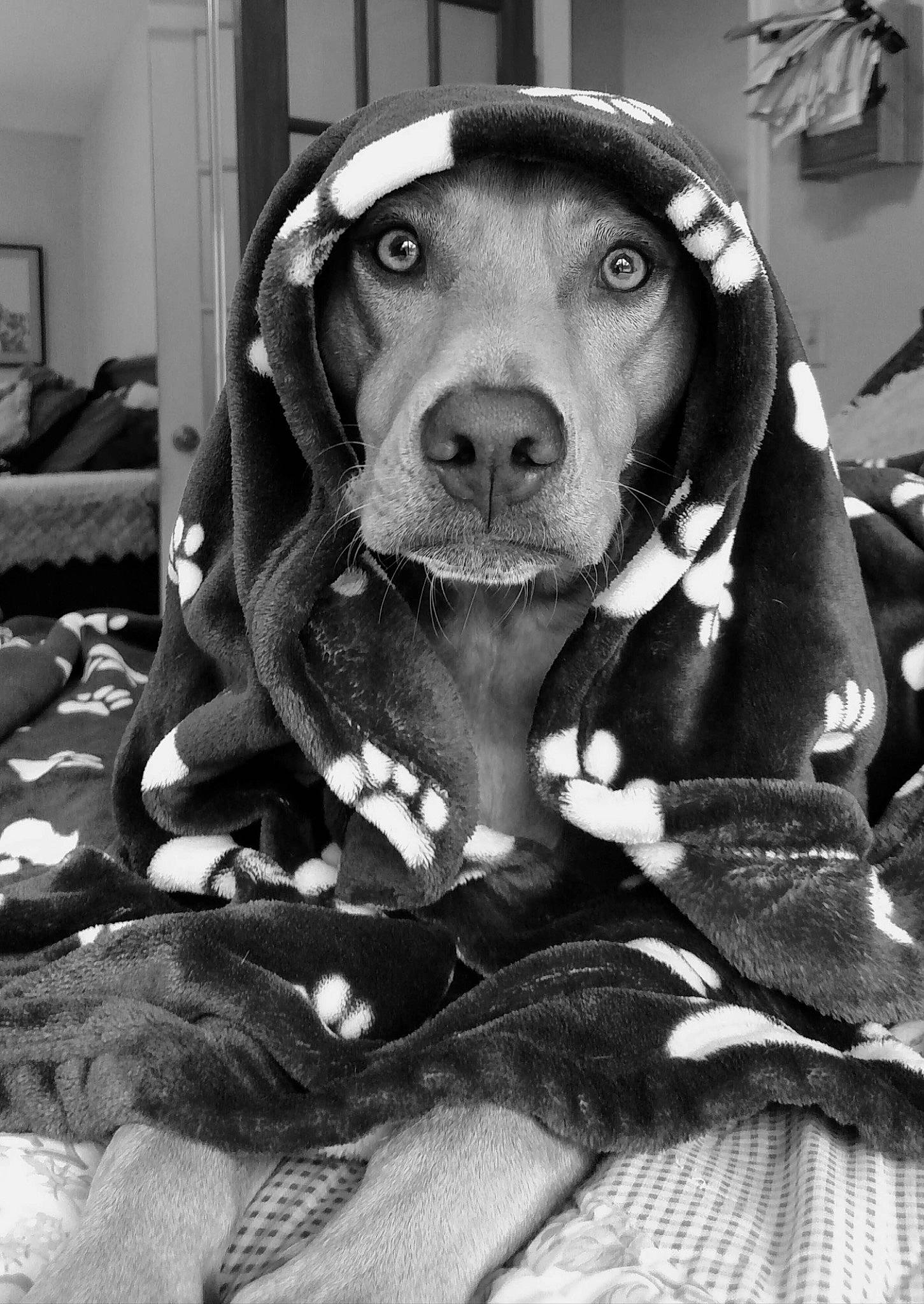 Poncho is registered to the contest to win money with this photo: black_and_white, canidae, carnivore, companion_dog, dog, dog_breed, dog_collar, fur, guard_dog, hound, liver, monochrome, monochrome_photography, personal_protective_equipment, snout, sporting_group, style, whiskers, working_animal, working_dog