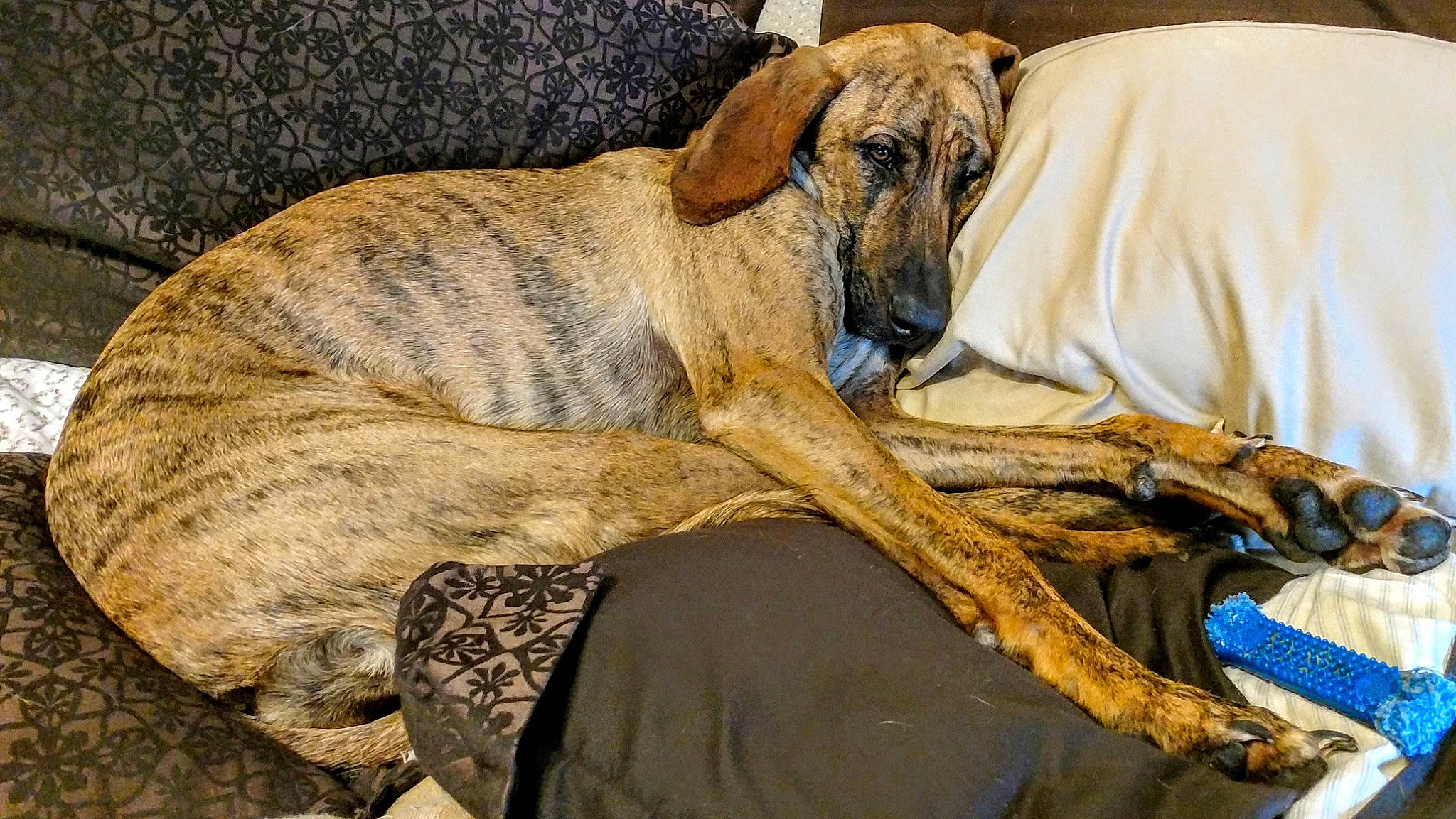 Chloe is registered to the contest to win money with this photo: canidae, carnivore, comfort, companion_dog, dog, dog_breed, fawn, fur, giant_dog_breed, guard_dog, hardwood, sighthound, snout, sporting_group, tail, terrestrial_animal, treeing_tennessee_brindle, wood, working_animal, working_dog