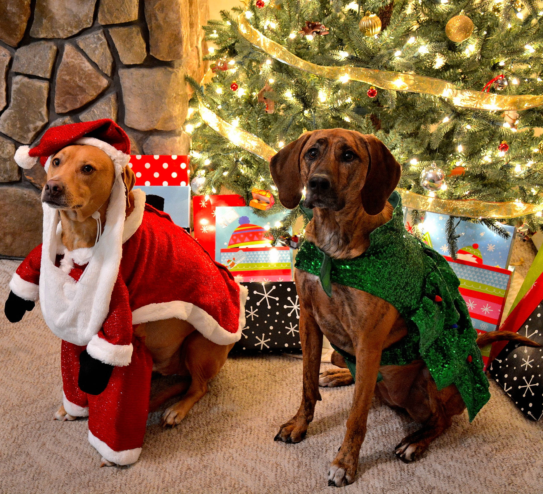 Chloe joined the competition — help win amazing prizes! carnivore, christmas, christmas_decoration, christmas_eve, christmas_ornament, christmas_tree, collar, companion_dog, dog, dog_breed, dog_clothes, dog_supply, event, fawn, holiday, holiday_ornament, pet_supply, snout, vertebrate, working_animal