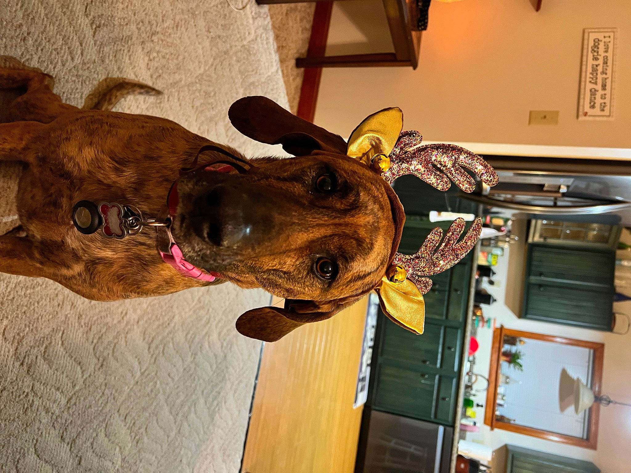 Chloe joined the competition — help win amazing prizes! canidae, carnivore, collar, dog, dog_breed, dog_collar, ear, fashion_accessory, fawn, fur, hat, helmet, jaw, liver, machine, personal_protective_equipment, snout, sporting_group, wood, working_animal
