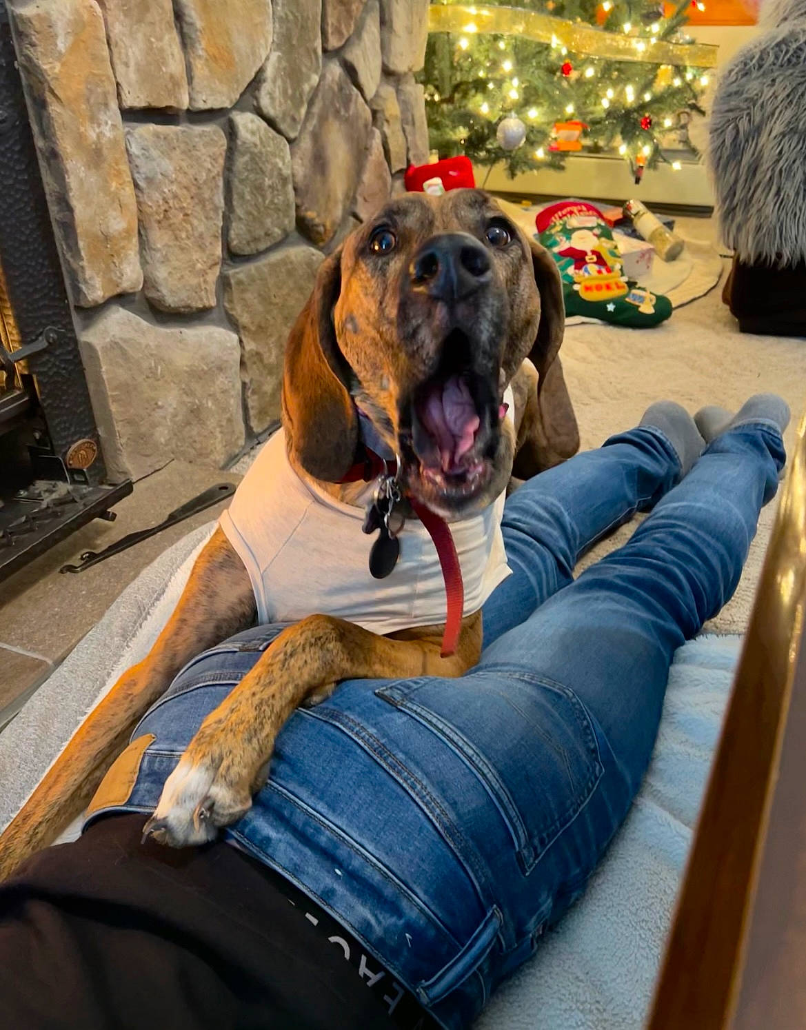 Chloe is registered to the contest to win money with this photo: canidae, carnivore, christmas_tree, collar, comfort, companion_dog, dog, dog_breed, dog_collar, dog_supply, event, fawn, fur, guard_dog, holiday, pet_supply, snout, sporting_group, tree, working_animal