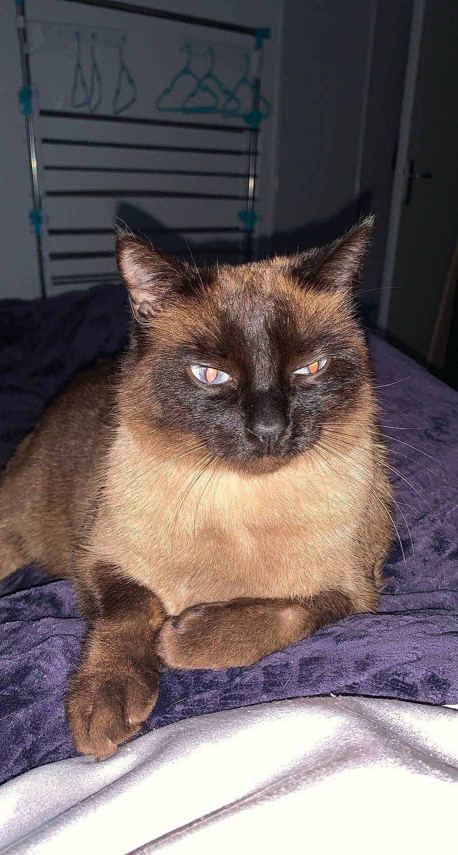 Mouna participe au concours pour gagner de l'argent avec cette photo : carnivore, cat, eye, fawn, felidae, fur, siamese, small_to_medium_sized_cats, snout, terrestrial_animal, whiskers