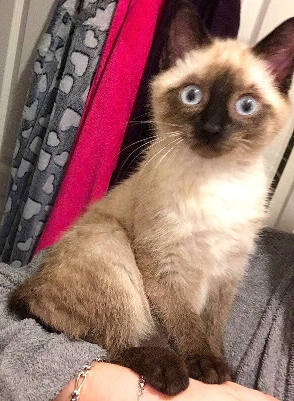 Mouna participe au concours pour gagner de l'argent avec cette photo : birman, bracelet, carnivore, cat, comfort, fawn, felidae, fur, jewellery, ragdoll, siamese, small_to_medium_sized_cats, snout, terrestrial_animal, whiskers, wrist