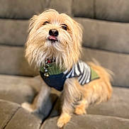 Bear is registered to the contest to win money with this photo: animal, canine, closeup, companion, couch, cozy, cute, dog, domestic_animal, fluffy, friendly, furniture, furry, indoor, pet, sitting, small_dog, striped_clothing, sweater, tongue_out