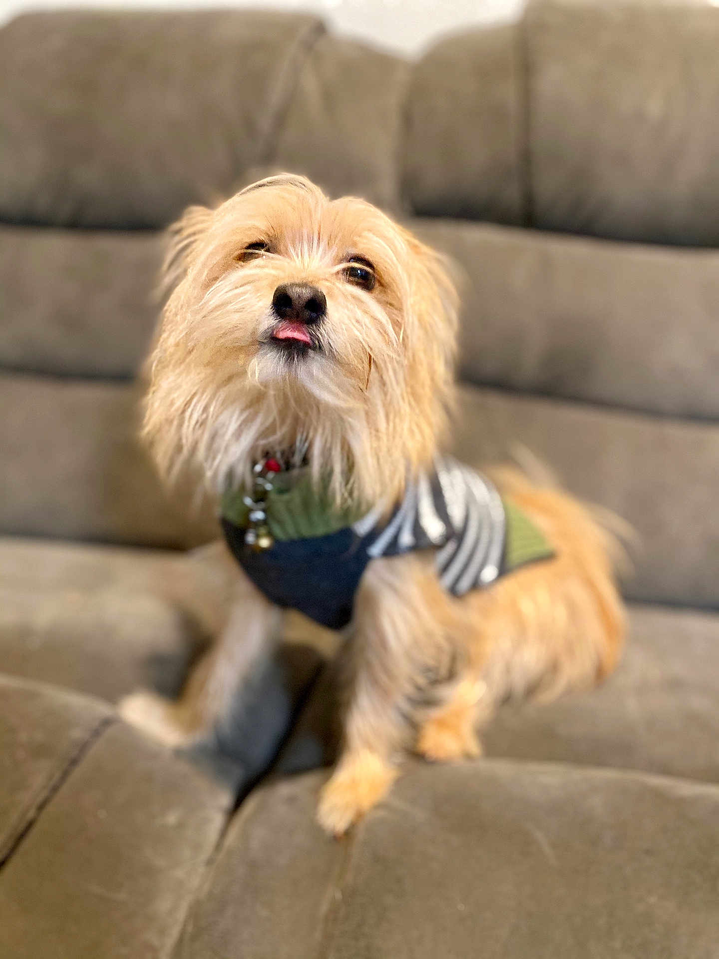 Bear is registered to the contest to win money with this photo: animal, canine, closeup, companion, couch, cozy, cute, dog, domestic_animal, fluffy, friendly, furniture, furry, indoor, pet, sitting, small_dog, striped_clothing, sweater, tongue_out