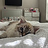 Mochi is registered to the contest to win money with this photo: cat, kitten, feline, fluffy, blue_eyes, whiskers, ears, fur, sleeping, lying_down, bed, blanket, bedroom, indoor, cozy, sunlight, portrait, close_up, home_decor, relaxed