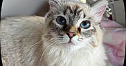 Mochi joined the competition — help win amazing prizes! cat, kitten, fluffy, long_hair, blue_eyes, whiskers, pink_nose, pet, animal, close_up, portrait, sitting, lying_down, basket, blanket, cozy, outdoors, natural_light, cream_fur, blue_point