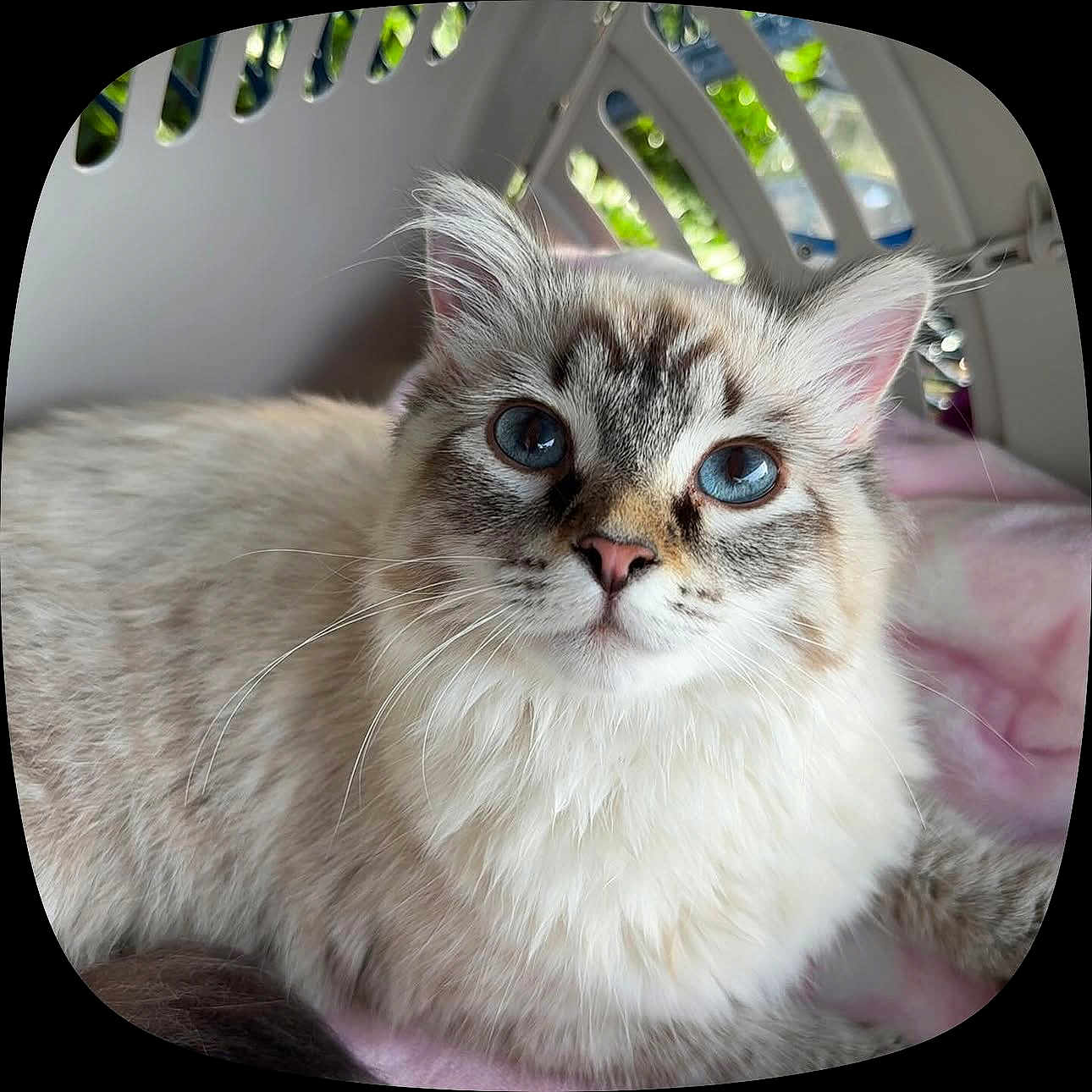 Mochi