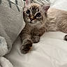 Mochi is registered to the contest to win money with this photo: cat, kitten, fluffy, blue_eyes, tabby, pet, animal, cute, adorable, portrait, close_up, indoors, bed, blanket, bedding, cozy, relaxed, lying_down, whiskers, fur