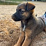 puppy, dog, sand, outdoor, animal, young, cute, fur, ears, paws, nature, grass, park, playful, pet, resting, side_view, brown, black, nose