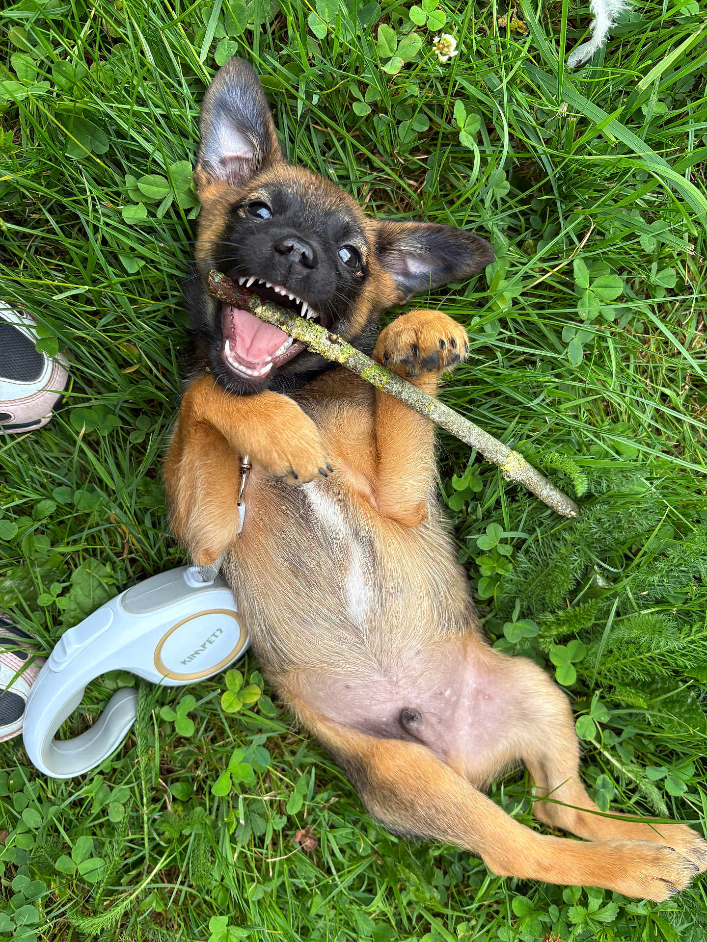 Spyke a rejoint le concours — aidez-le/la à gagner de superbes lots ! puppy, dog, grass, stick, playful, outdoor, pet, leash, chewing, happy, cute, animal, nature, greenery, young, fur, ears, paws, tongue, teeth