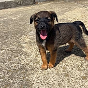 Spyke participe au concours pour gagner de l'argent avec cette photo : puppy, dog, animal, pet, outdoor, sunlight, concrete, happy, tongue_out, small_dog, brown_fur, black_fur, standing, playful, young, canine, shadow, daylight, cute, friendly