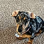 dog, puppy, dachshund, carpet, pet, animal, collar, indoor, cute, small_dog, looking_up, fur, ears, brown, black, tan, pet_tag, whiskers, paw, nose