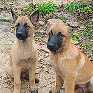 Etna Et Onyx a rejoint le concours — aidez-le/la à gagner de superbes lots ! alert, animal, belgian_malinois, black_muzzle, brown_fur, canine, cute, dog, ears, fur, grass, ground, nature, outdoor, pet, puppy, rocks, sitting, two_puppies, young_dog
