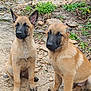 alert, animal, belgian_malinois, black_muzzle, brown_fur, canine, cute, dog, ears, fur, grass, ground, nature, outdoor, pet, puppy, rocks, sitting, two_puppies, young_dog