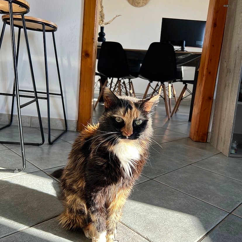 Perlinette participe au concours pour gagner de l'argent avec cette photo : animal, calico_cat, cat, chair, daylight, dining_area, ears, feline, floor_tiles, home, indoor, modern_interior, pet, relaxed, shadow, sitting, sunlight, table, whiskers, wooden_furniture