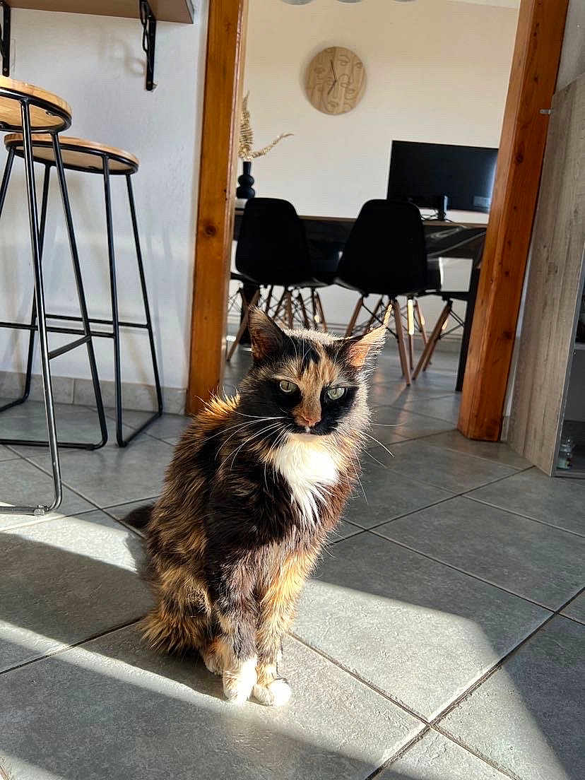 Perlinette participe au concours pour gagner de l'argent avec cette photo : animal, calico_cat, cat, chair, daylight, dining_area, ears, feline, floor_tiles, home, indoor, modern_interior, pet, relaxed, shadow, sitting, sunlight, table, whiskers, wooden_furniture