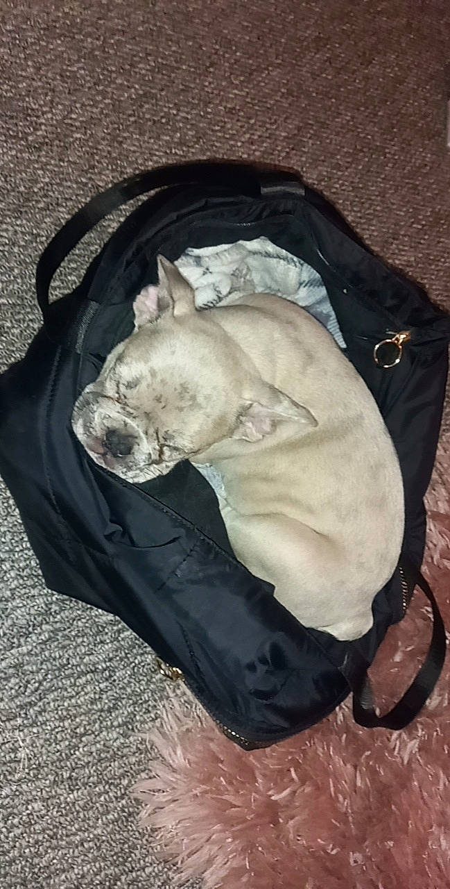 Pablo is registered to the contest to win money with this photo: canidae, carnivore, comfort, companion_dog, dog, dog_breed, dog_supply, fawn, felidae, fur, jaw, linens, nap, snout, sporting_group, tail, terrestrial_animal, toy_dog, whiskers, wrinkle