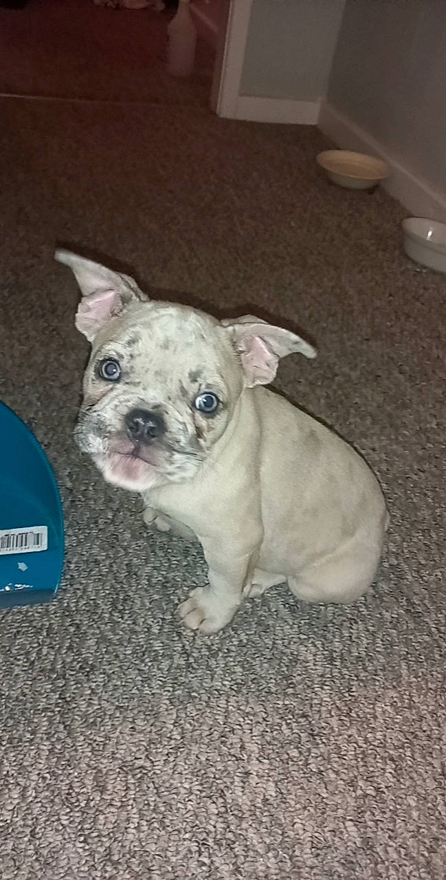 Pablo joined the competition — help win amazing prizes! bulldog, canidae, carnivore, companion_dog, dog, dog_breed, ear, eye, fawn, french_bulldog, fur, molosser, non_sporting_group, puppy, sporting_group, terrestrial_animal, toy_dog, whiskers, working_animal, wrinkle