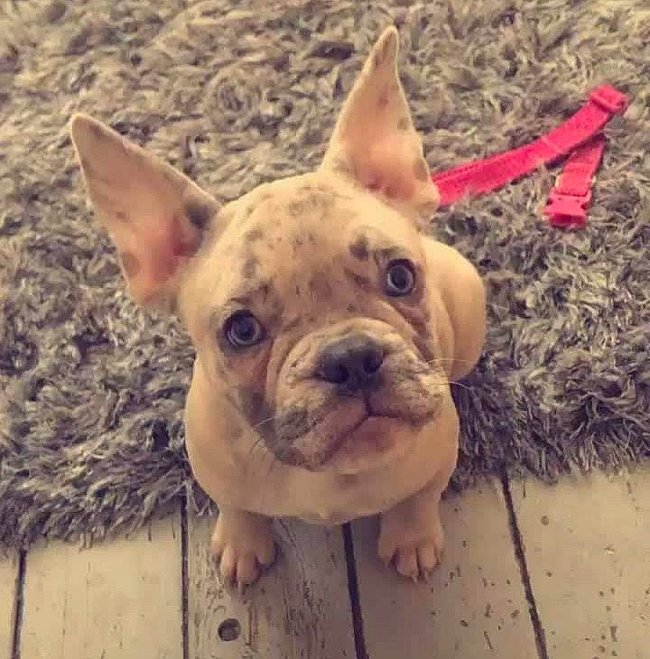 Pablo is registered to the contest to win money with this photo: ancient_dog_breeds, bulldog, canidae, carnivore, companion_dog, dog, dog_breed, ear, fawn, grass, non_sporting_group, snout, soil, sporting_group, terrestrial_animal, toy_dog, whiskers, wood, working_animal, wrinkle