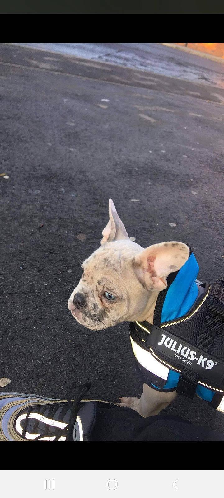 Pablo is registered to the contest to win money with this photo: asphalt, bulldog, canidae, carnivore, collar, companion_dog, dog, dog_breed, electric_blue, fawn, grass, leash, mammal, road, road_surface, snout, sporting_group, toy_dog, working_animal, wrinkle