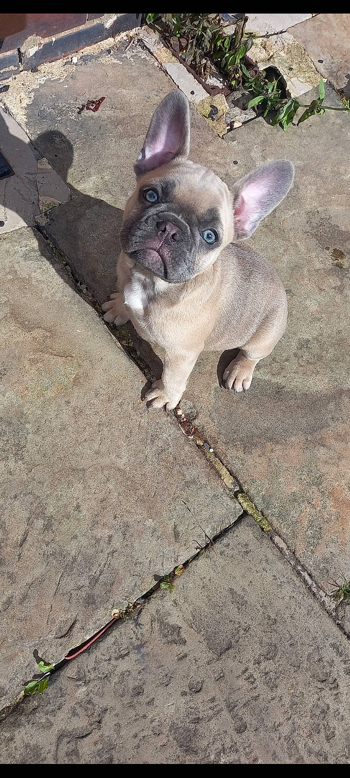 Marni is registered to the contest to win money with this photo: asphalt, canidae, carnivore, companion_dog, dog, dog_breed, fawn, non_sporting_group, paw, pug, road_surface, snout, soil, sporting_group, tail, terrestrial_animal, toy_dog, whiskers, working_animal, wrinkle