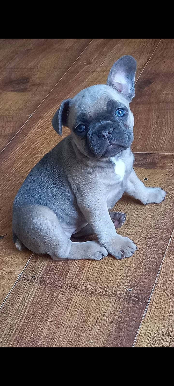 Marni joined the competition — help win amazing prizes! bulldog, canidae, carnivore, companion_dog, dog, dog_breed, ear, eye, fawn, french_bulldog, hardwood, pug, snout, sporting_group, terrestrial_animal, toy_dog, whiskers, wood, working_animal, wrinkle