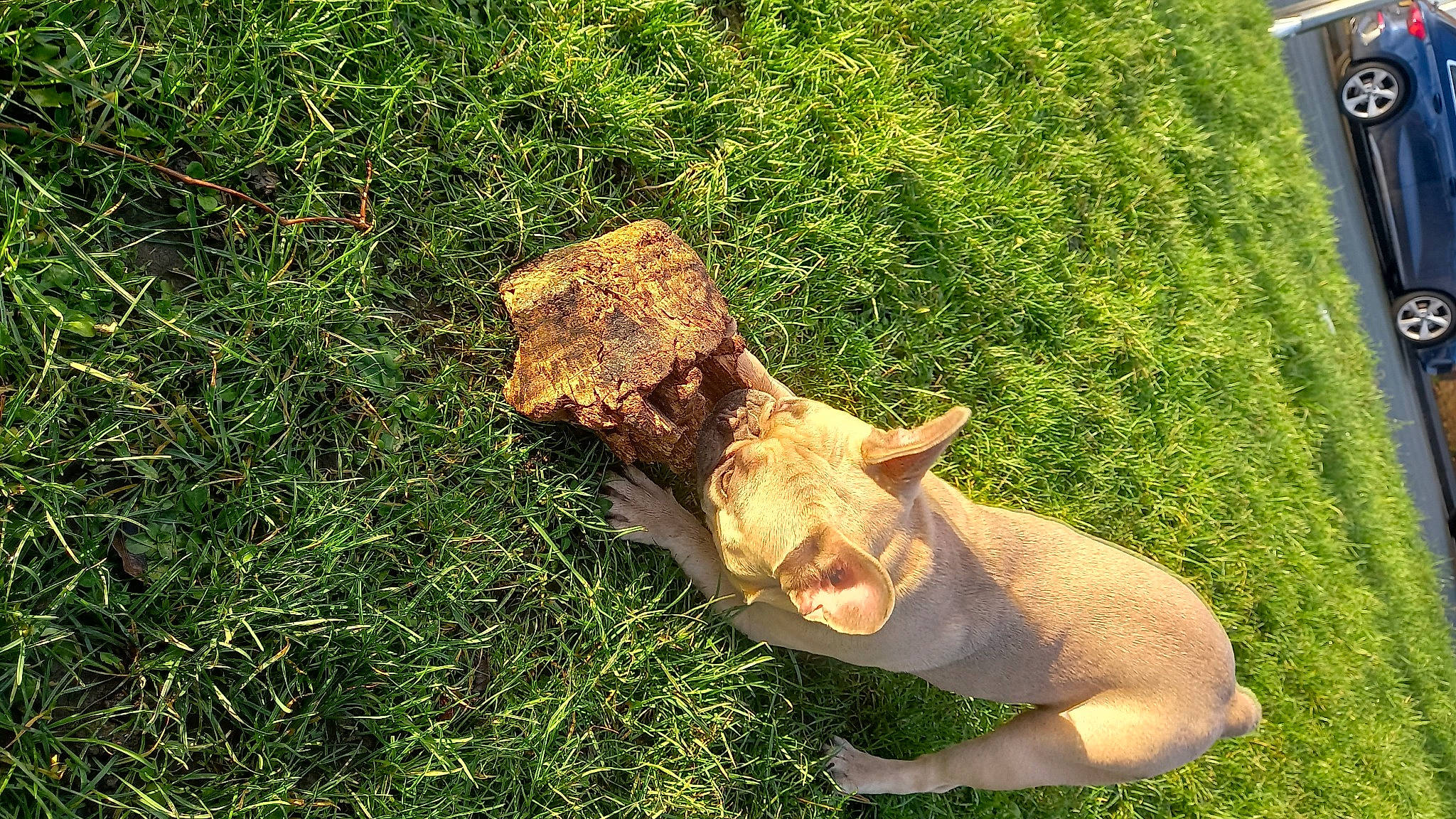 Marni is registered to the contest to win money with this photo: dog_breed, eye, fawn, felidae, glasses, grass, groundcover, head, human_body, human_leg, plant, small_to_medium_sized_cats, snout, sporting_group, sunglasses, tail, terrestrial_animal, trunk, whiskers, wood