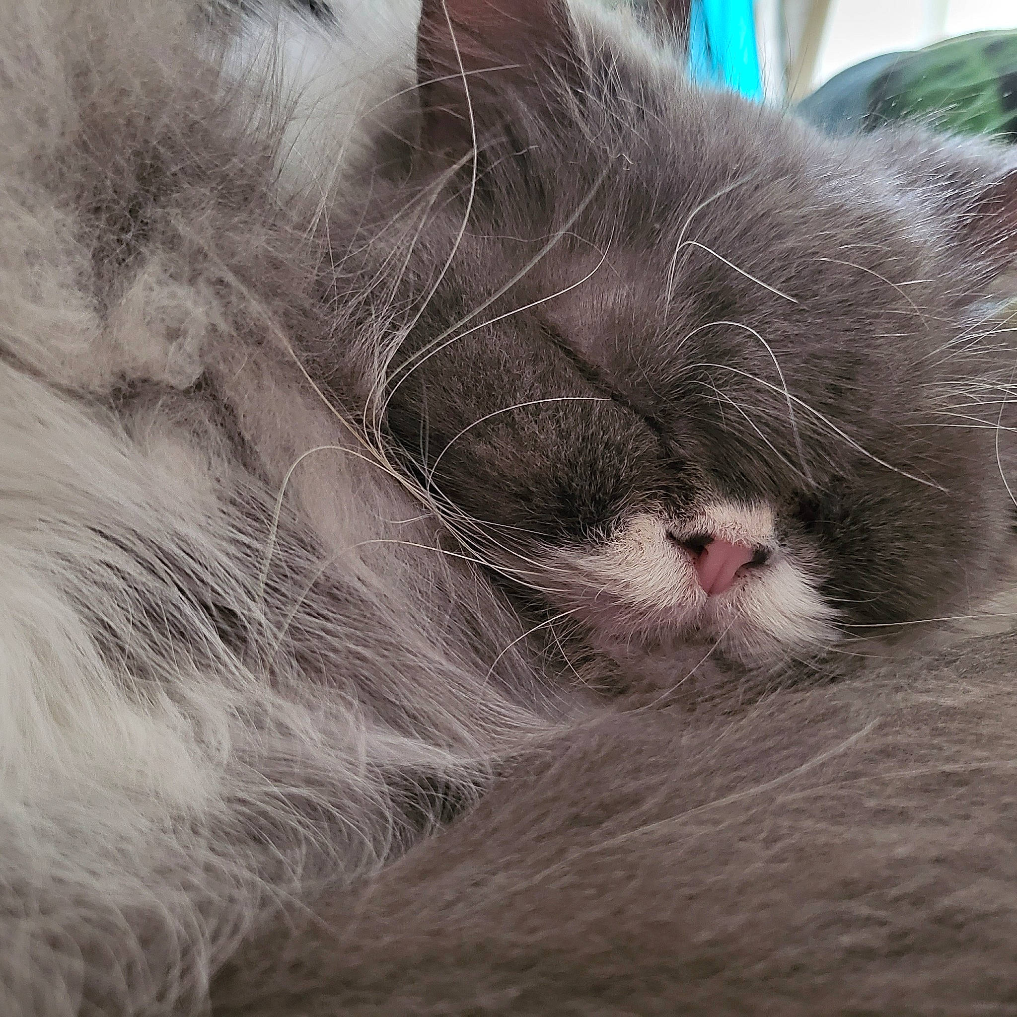 Nina a rejoint le concours — aidez-le/la à gagner de superbes lots ! carnivore, cat, claw, domestic_short_haired_cat, felidae, fur, grey, nap, paw, small_to_medium_sized_cats, snout, tail, whiskers