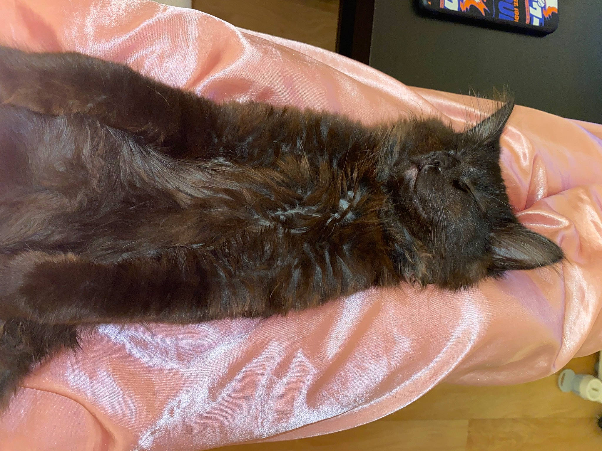 Umi participe au concours pour gagner de l'argent avec cette photo : black_cat, canidae, carnivore, cat, claw, comfort, dog_breed, domestic_short_haired_cat, felidae, fur, liver, nap, sleep, small_to_medium_sized_cats, snout, sporting_group, tail, television, terrestrial_animal, whiskers