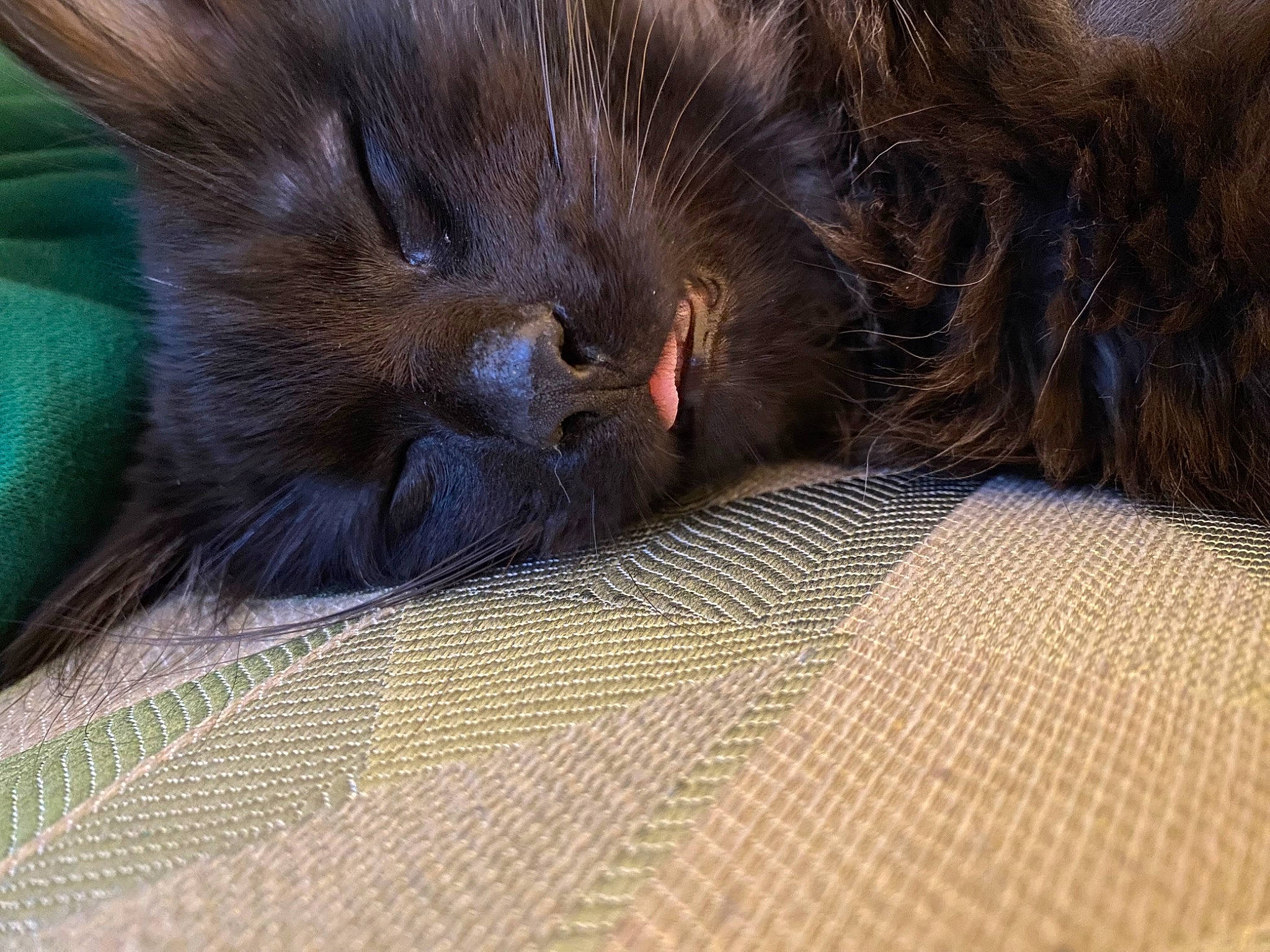 Umi a rejoint le concours — aidez-le/la à gagner de superbes lots ! black_cat, carnivore, cat, claw, comfort, domestic_short_haired_cat, felidae, fur, paw, small_to_medium_sized_cats, snout, terrestrial_animal, whiskers, wildlife