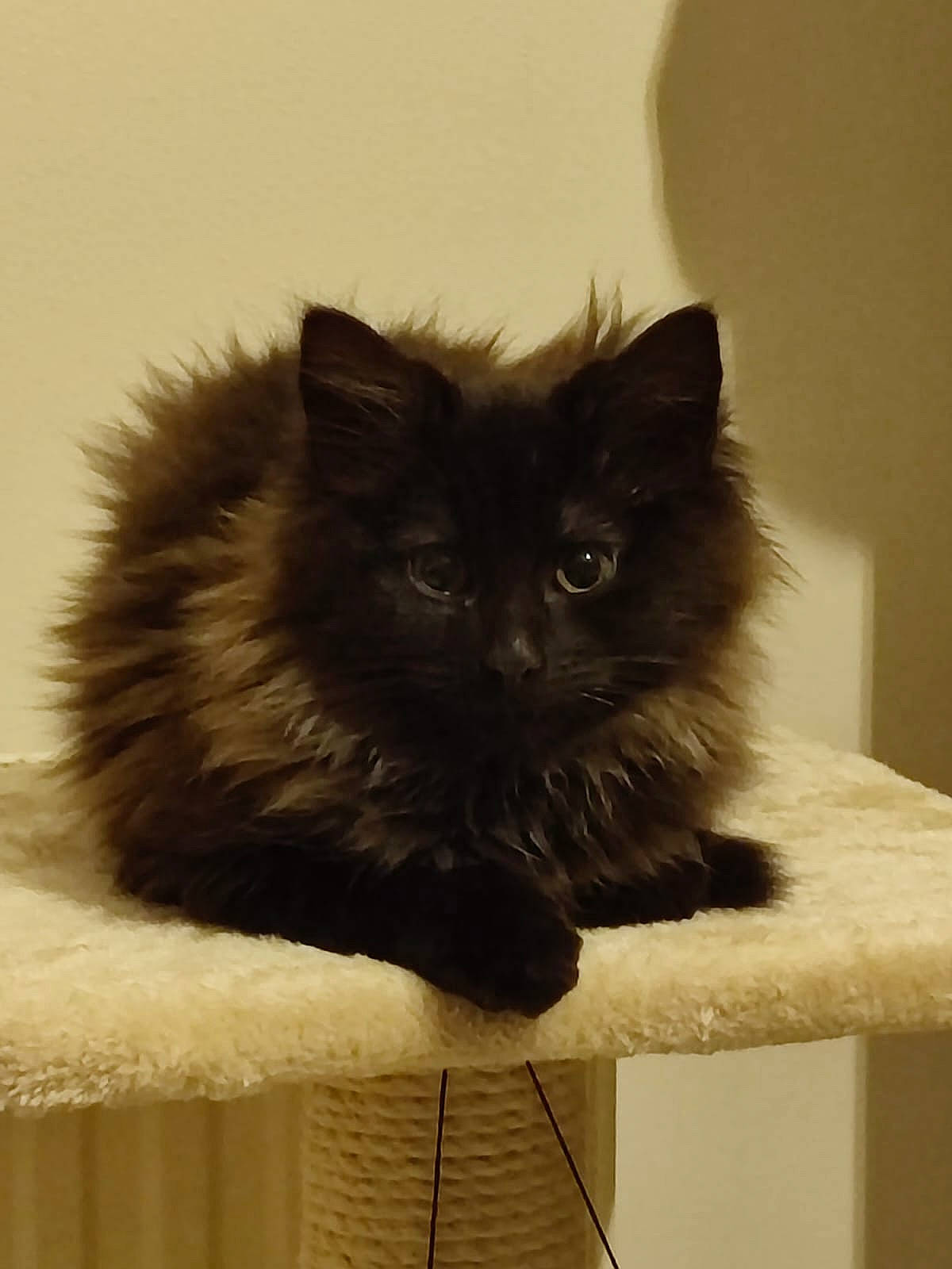 Umi participe au concours pour gagner de l'argent avec cette photo : black_cat, british_longhair, carnivore, cat, comfort, felidae, fur, persian, small_to_medium_sized_cats, snout, tail, whiskers