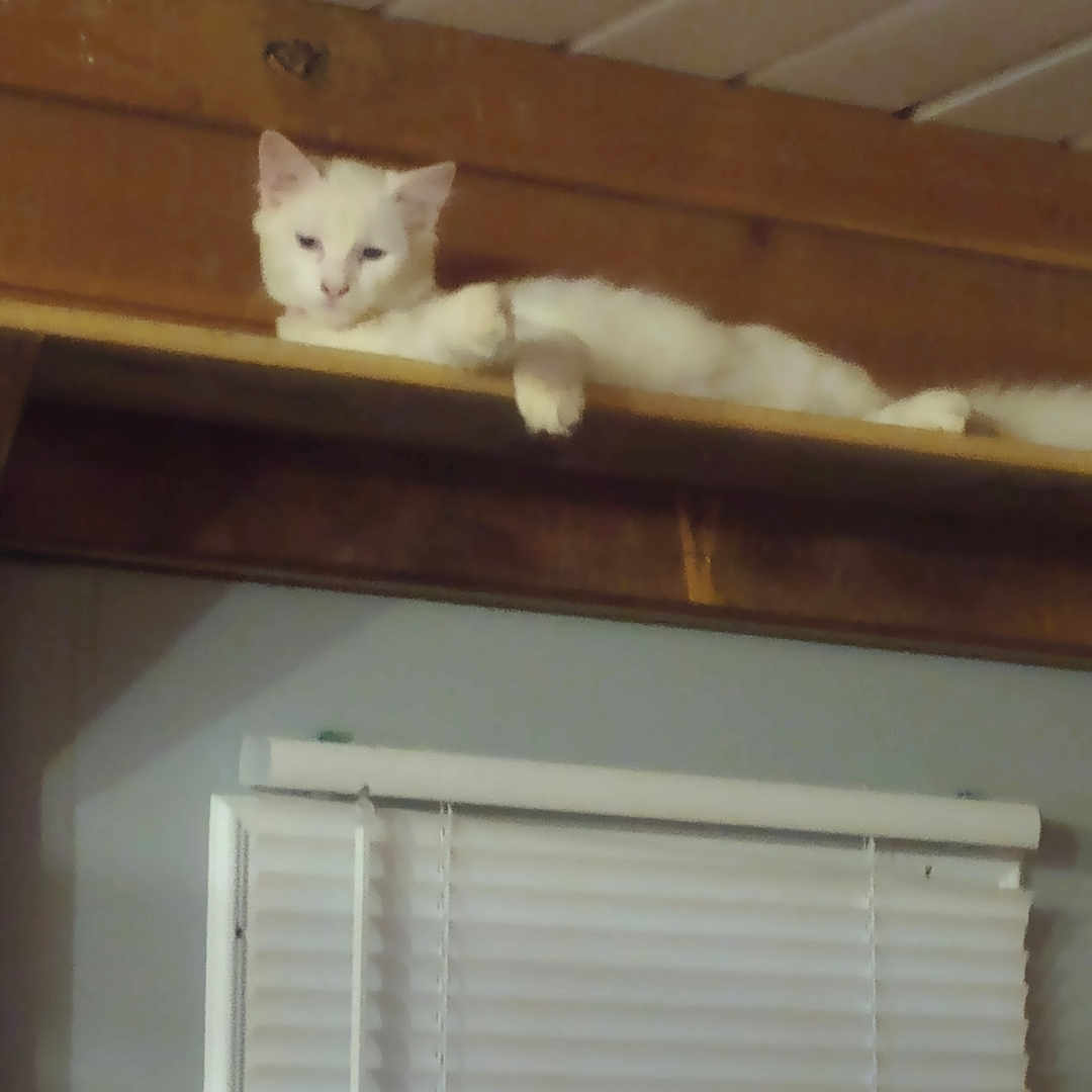 Oscar is registered to the contest to win money with this photo: abyssinian, angora, animal, cat, closet, cupboard, curtain, furniture, hardwood, homedecor, indoors, kitten, manx, pet, plywood, shelf, siamese, window, windowshade, wood