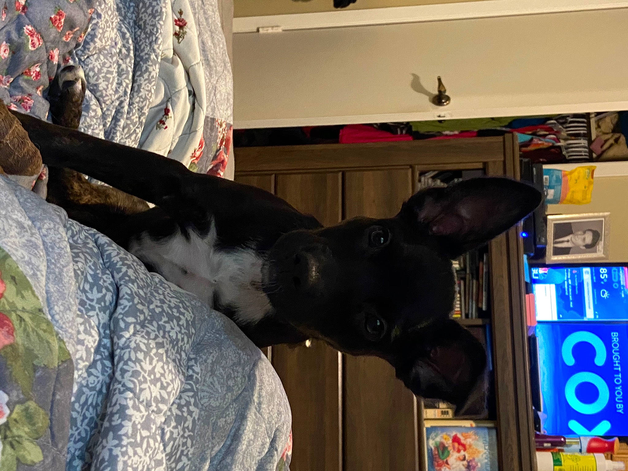 Bella is registered to the contest to win money with this photo: canidae, carnivore, dog, dog_breed, fawn, felidae, fur, guard_dog, house, machine, mammal, plant, room, small_to_medium_sized_cats, sporting_group, tail, tree, visual_arts, window, working_animal