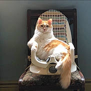 Pumpkin is registered to the contest to win money with this photo: animal, baby_chair, calm, cat, chair, cute, domestic_cat, feline, fluffy, furniture, home, indoor, looking_at_camera, orange_cat, pet, relaxed, sitting, tail, white_cat, wooden_chair