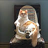 animal, baby_chair, calm, cat, chair, cute, domestic_cat, feline, fluffy, furniture, home, indoor, looking_at_camera, orange_cat, pet, relaxed, sitting, tail, white_cat, wooden_chair