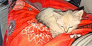 Blanche Neige participe au concours pour gagner de l'argent avec cette photo : animal, blanket, cat, comfort, cozy, cute, domestic, fur, furry, indoor, kitten, pattern, pet, red, relaxing, resting, sleepy, small, soft, young